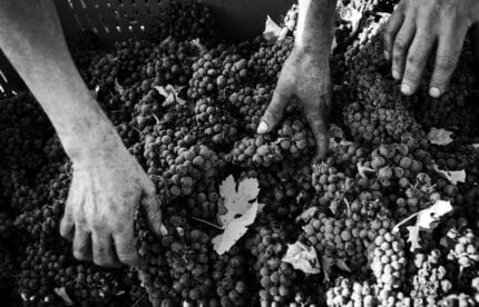 notte rossa vendemmia uva in puglia