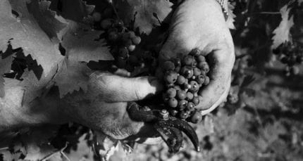 notte rossa vendemmia uva